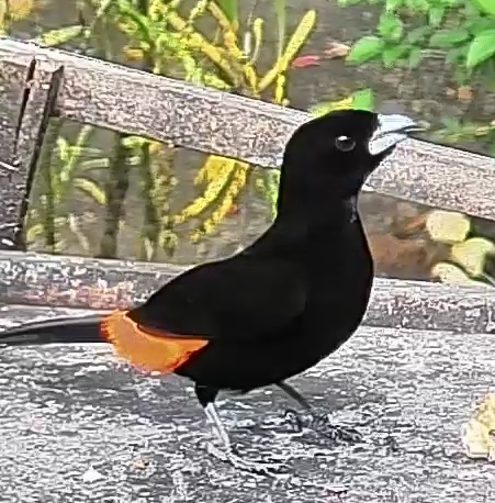 Flame-rumped Tanager
