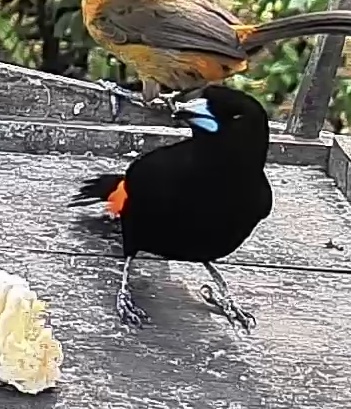 Flame-rumped Tanager