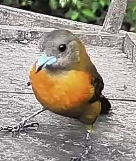 Passerini's tanager