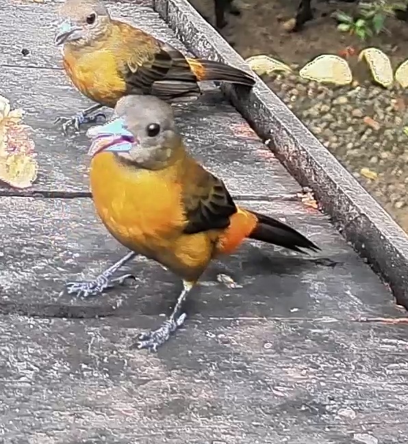 Passerini's tanager
