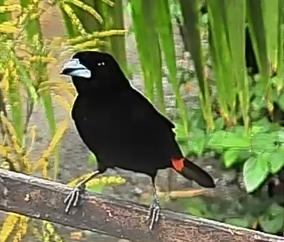 Passerini's tanager