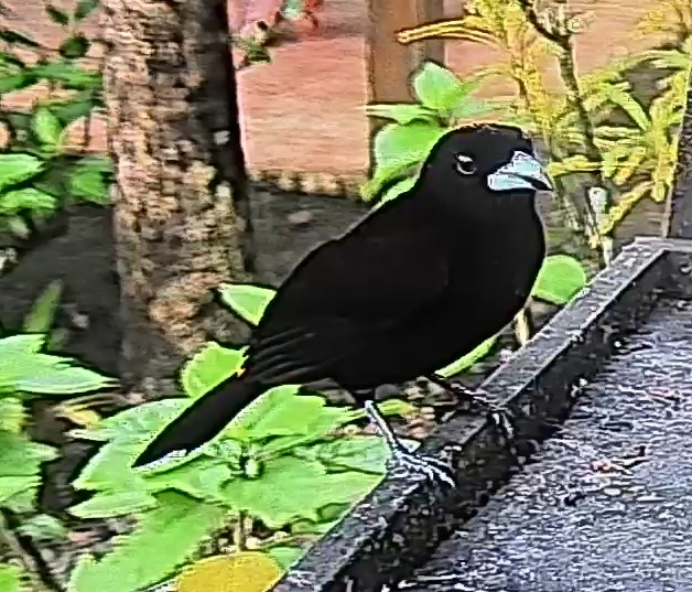 Flame-rumped Tanager