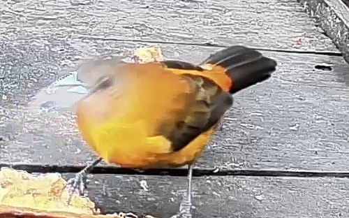 Passerini's tanager