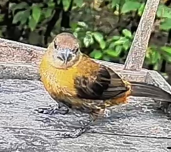 Passerini's tanager