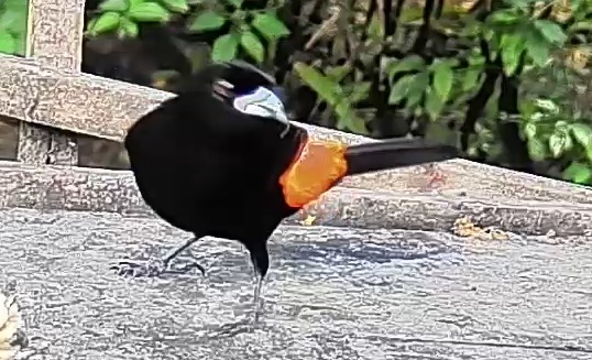 Flame-rumped Tanager