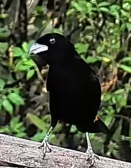 Flame-rumped Tanager