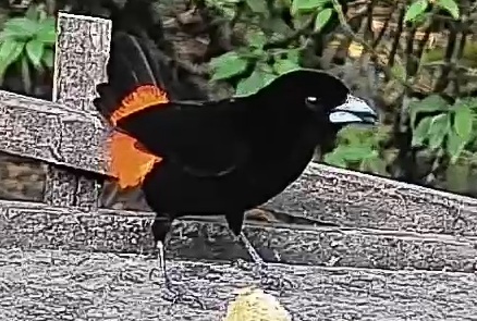 Flame-rumped Tanager