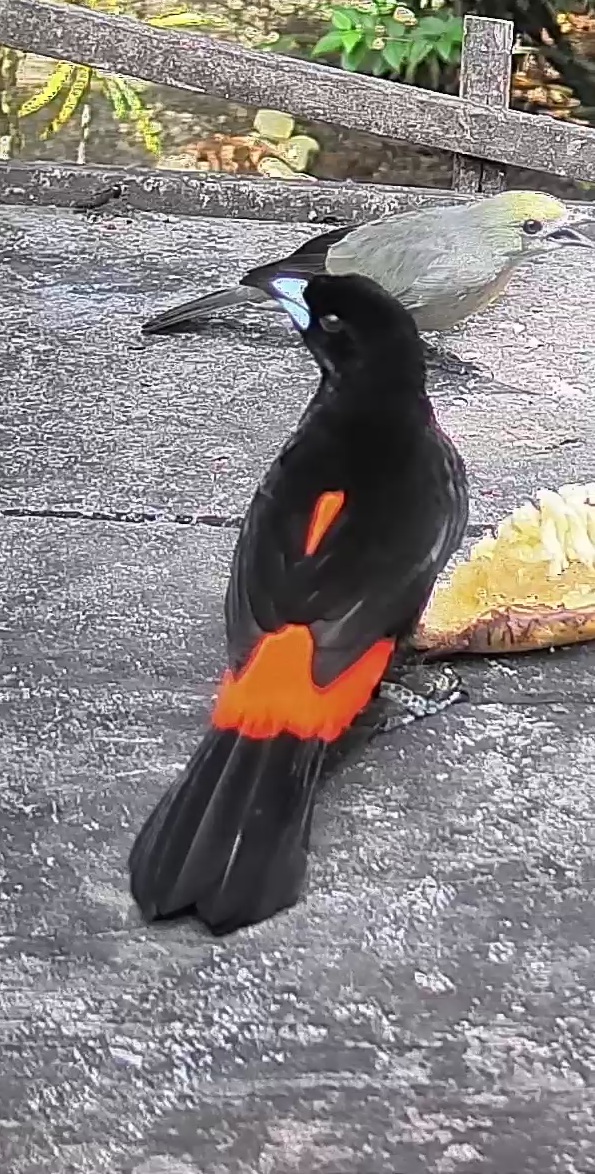 Flame-rumped Tanager