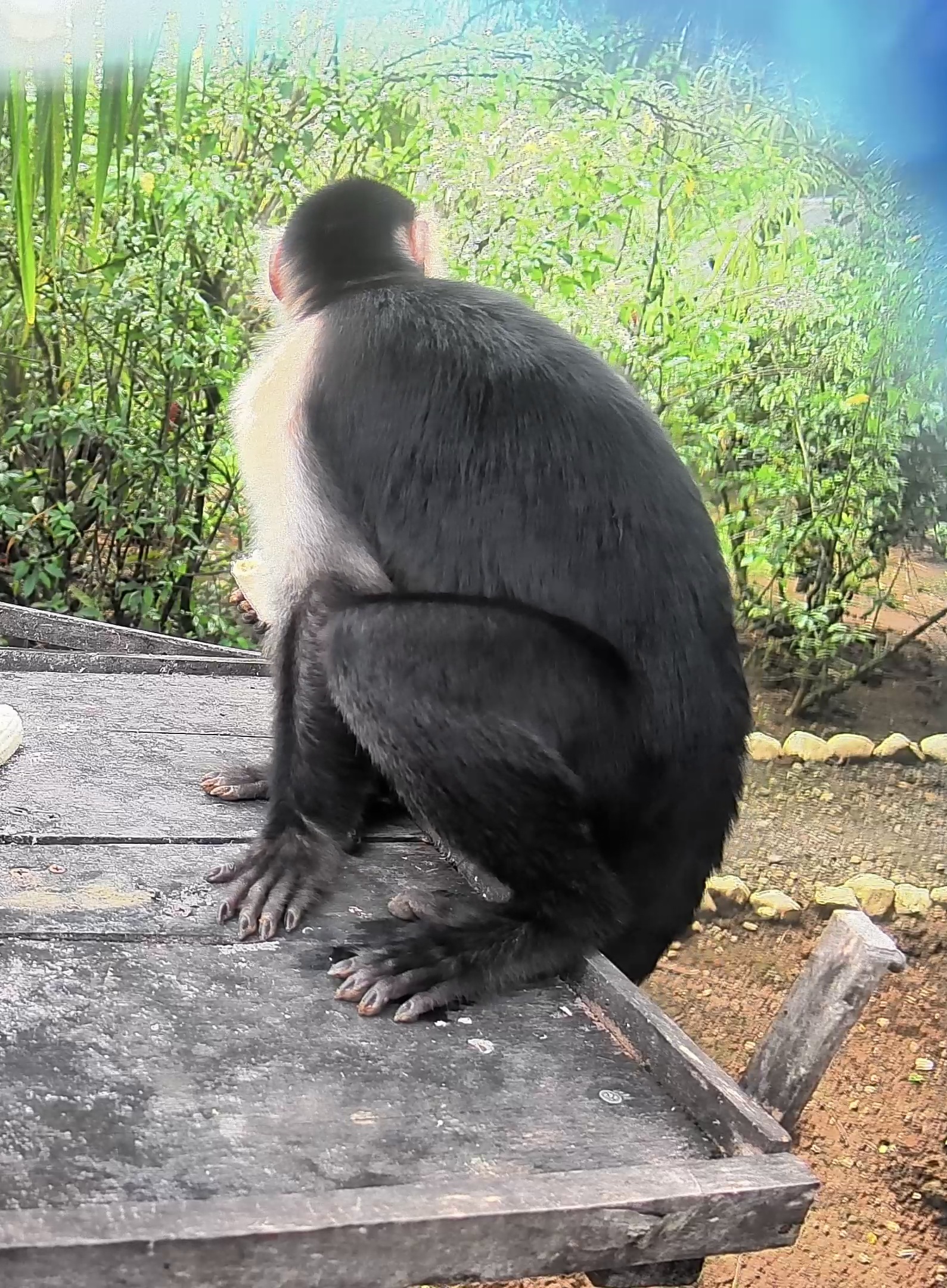 White-headed Capuchin