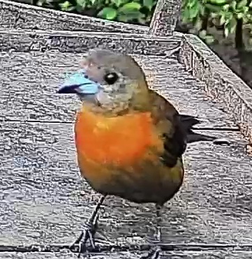Passerini's tanager