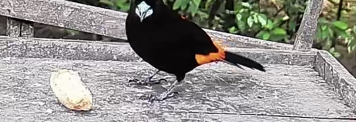 Flame-rumped Tanager
