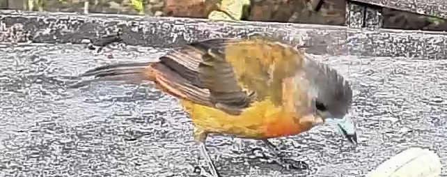 Passerini's tanager