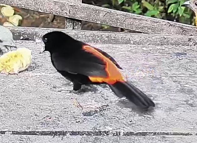 Flame-rumped Tanager