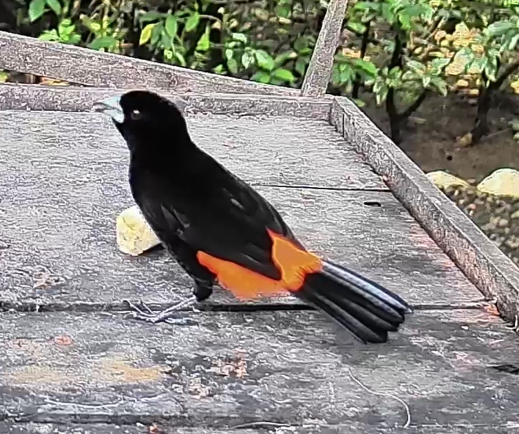 Flame-rumped Tanager