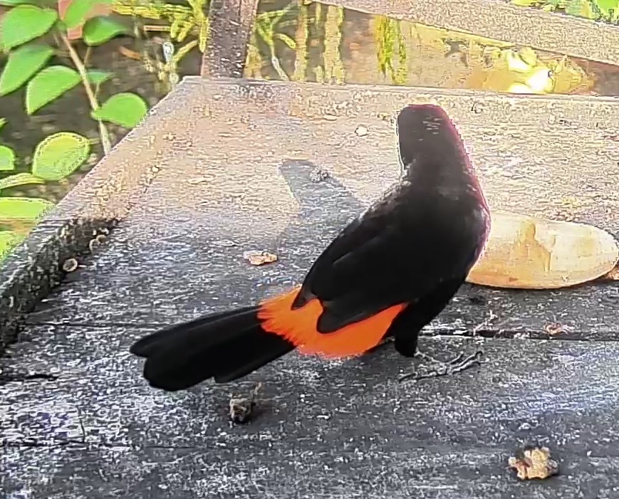 Cherrie's tanager