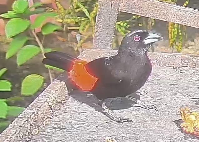 Flame-rumped Tanager
