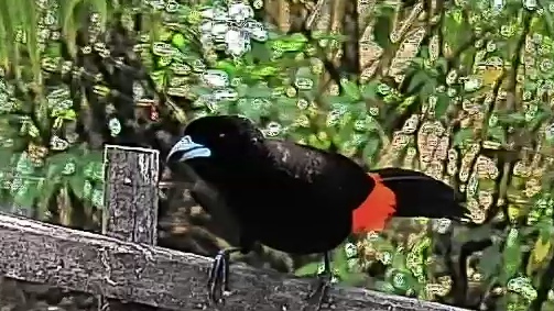 Scarlet-rumped Tanager