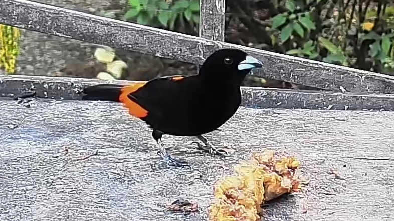 Flame-rumped Tanager