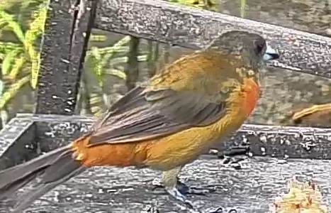 Passerini's tanager