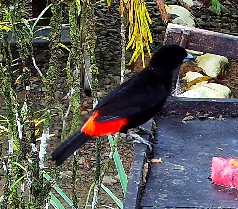 Scarlet-rumped Tanager