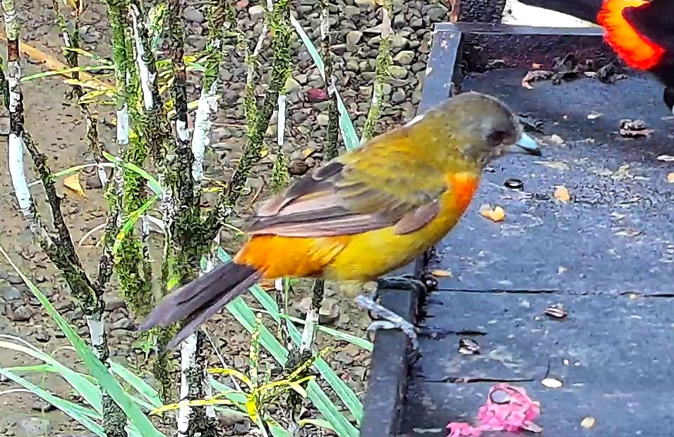 Flame-rumped Tanager