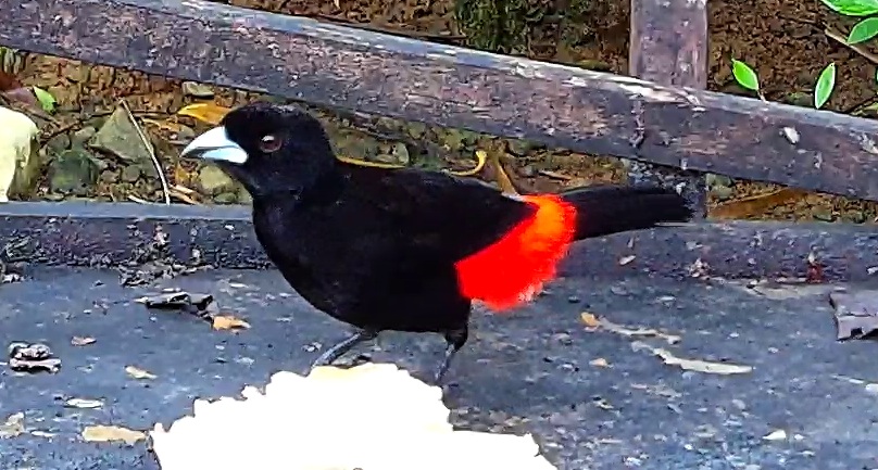 Scarlet-rumped Tanager