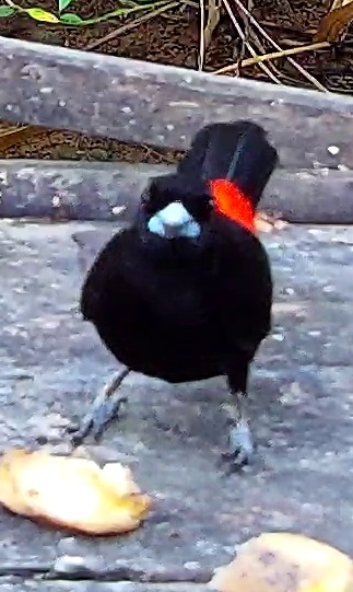 Crimson-backed Tanager