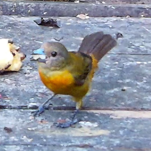 Flame-rumped Tanager