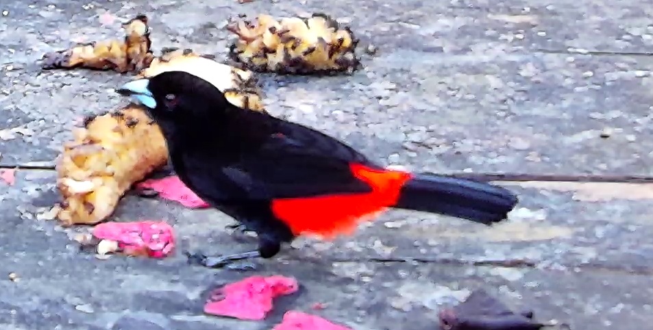 Scarlet-rumped Tanager
