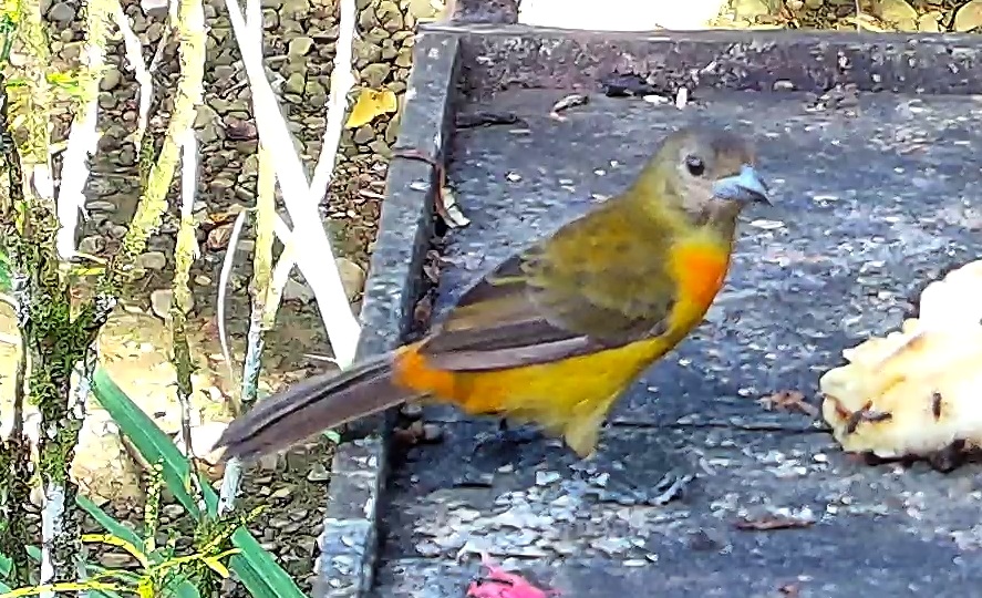 Flame-rumped Tanager