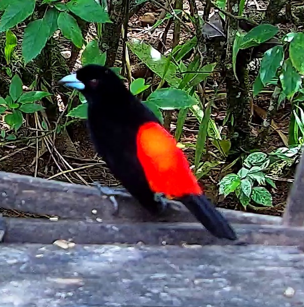 Cherrie's Tanager