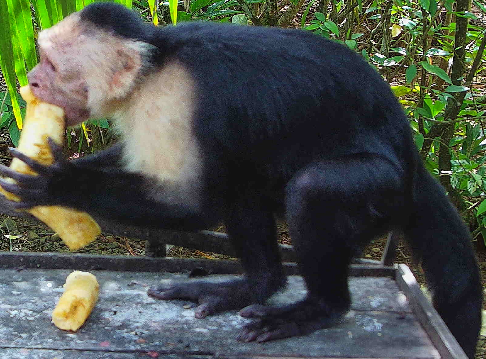 White-faced capuchin