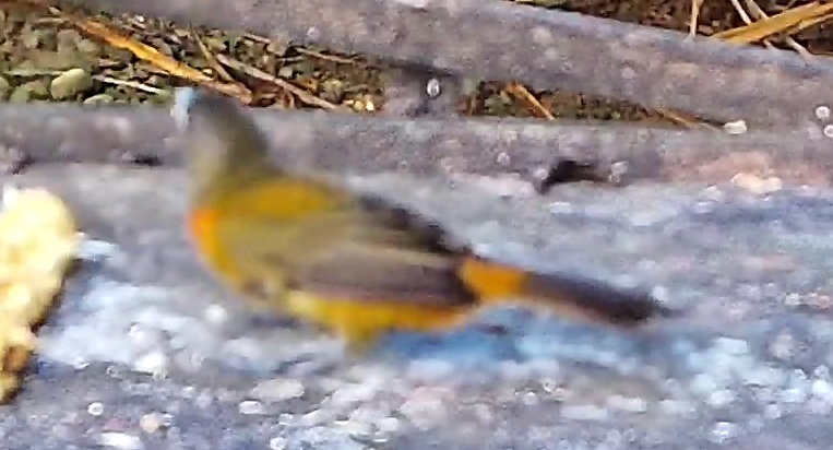 Crimson-backed Tanager