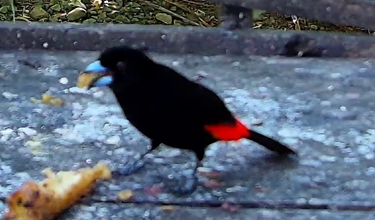 Scarlet-rumped Tanager