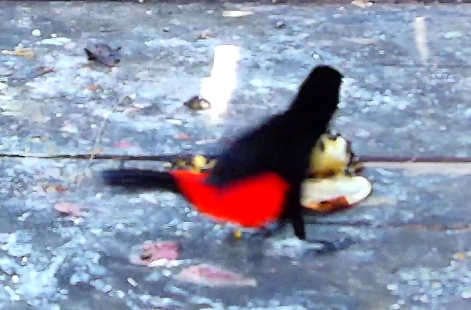Cherrie's tanager