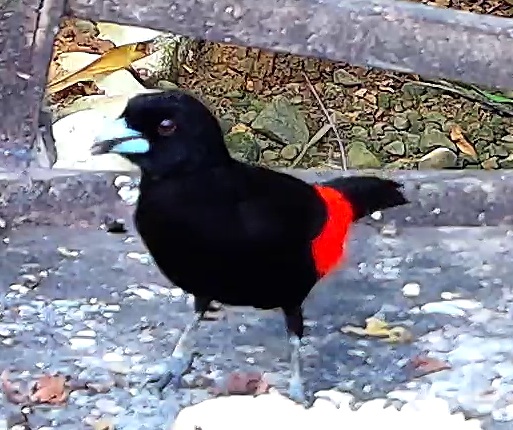Scarlet-rumped Tanager