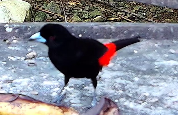 Scarlet-rumped Tanager