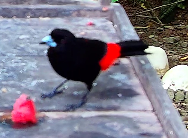 Scarlet-rumped Tanager