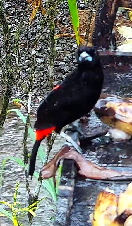 Flame-rumped Tanager