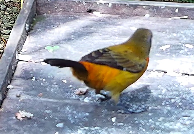 Flame-rumped Tanager