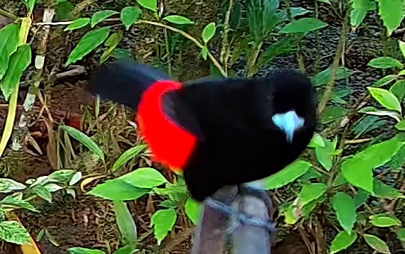 Scarlet-rumped Tanager