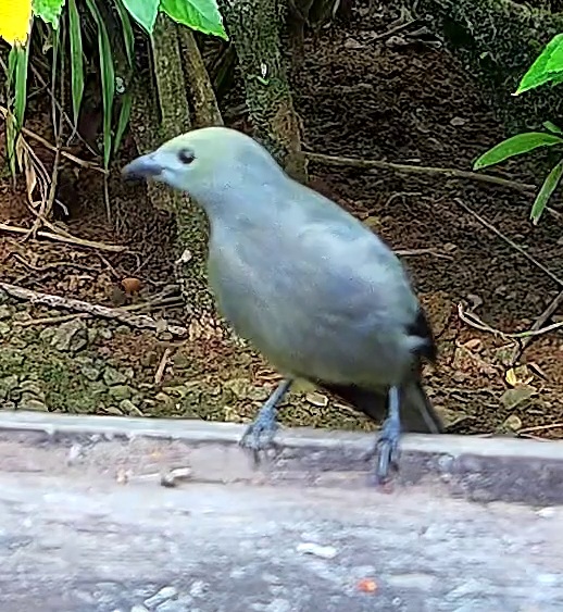 Blue-gray Tanager