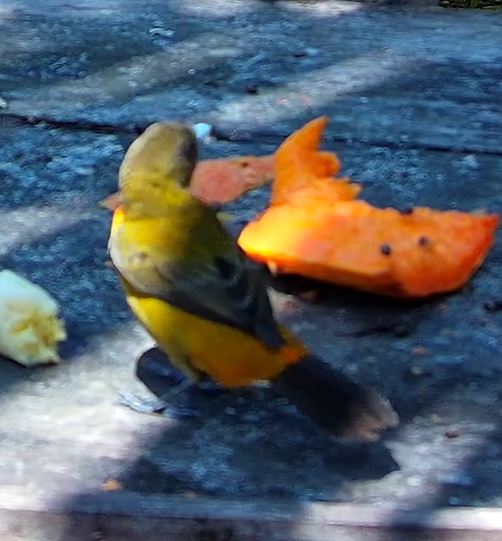 Violaceous euphonia