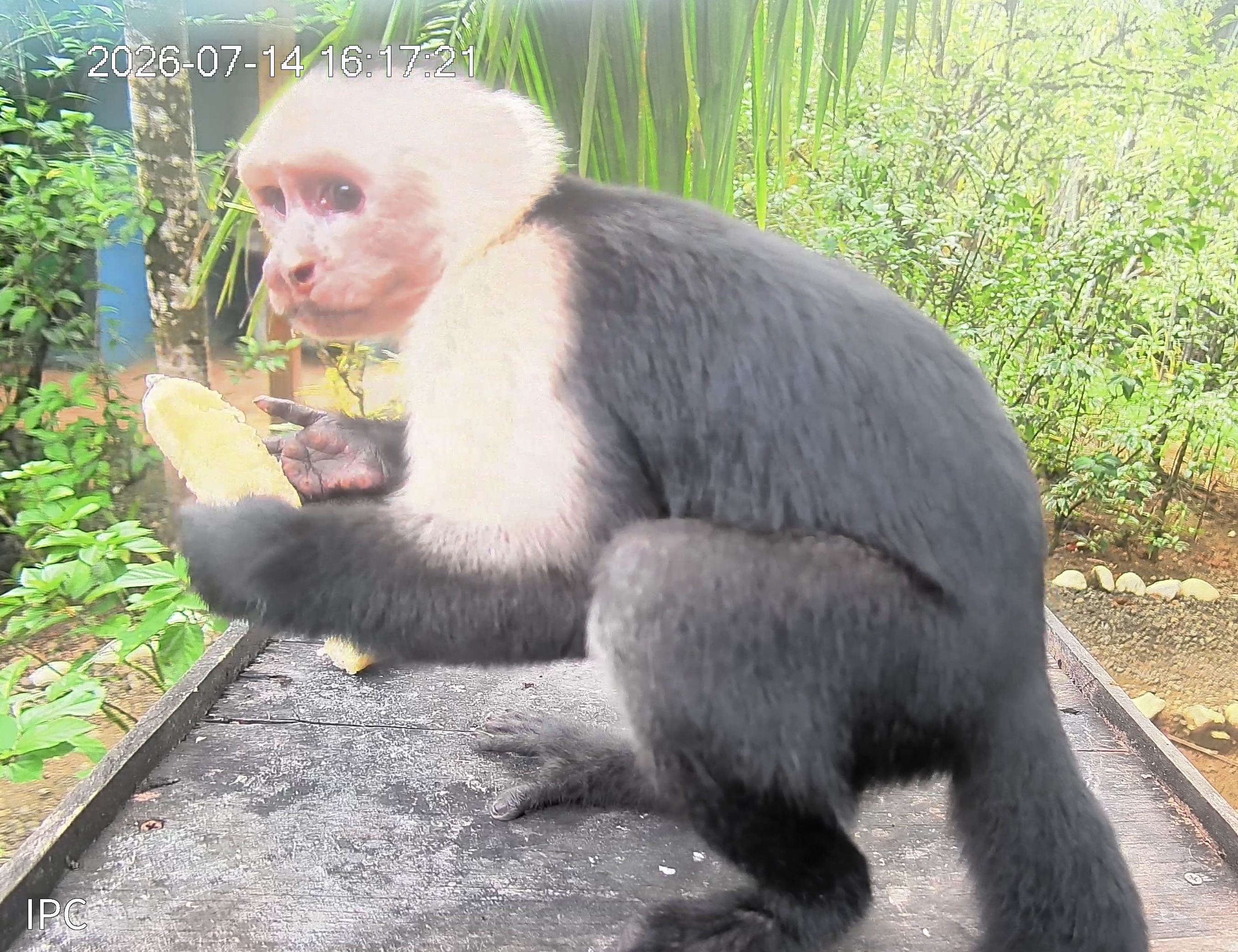 White-headed Capuchin