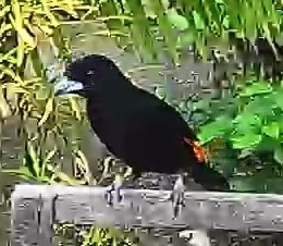 Flame-rumped Tanager