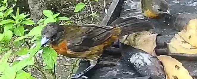Passerini's tanager