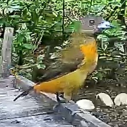 Flame-rumped Tanager