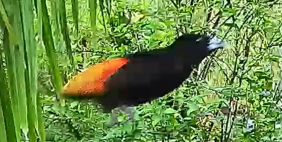 Flame-rumped Tanager