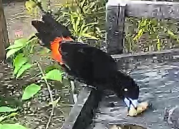 Flame-rumped Tanager