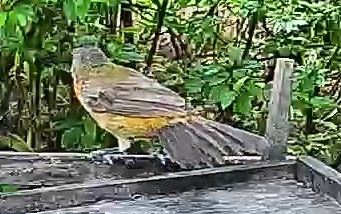 Passerini's tanager